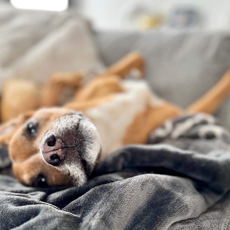 Mezzo_Pets-Dog